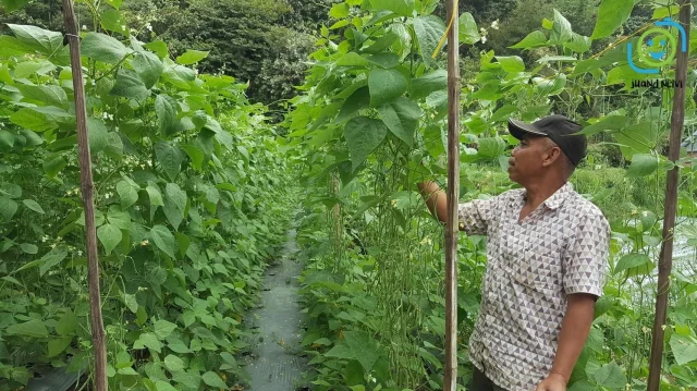 Panduan Budidaya Buncis Budidaya Tanaman Buncis yang Sehat dan Produktif