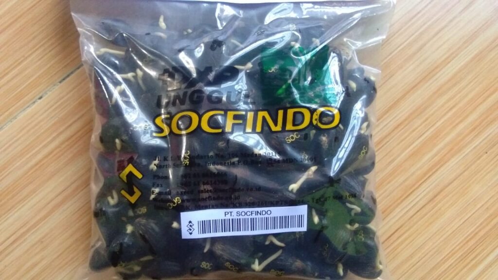 Jual Benih Sawit Unggul Socfindo